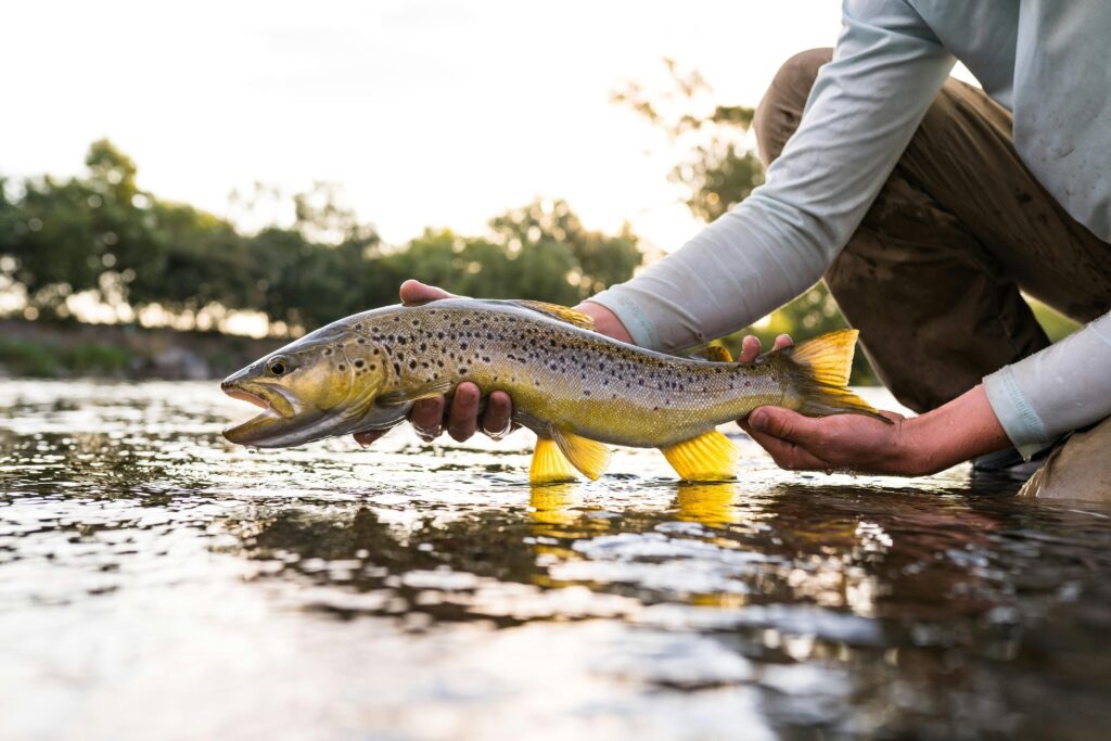 Brown trout being released into the Tumut River at sunset.